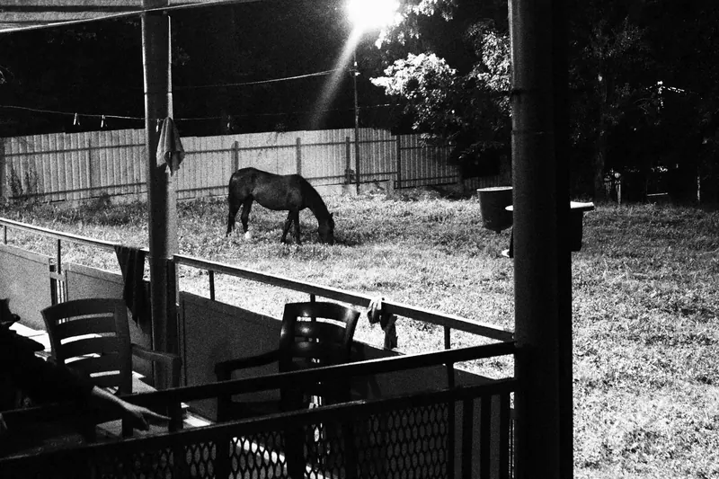 horse in back yard